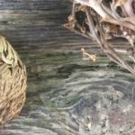 On the left - fake Rose of Jericho and on the right the real Rose of Jericho