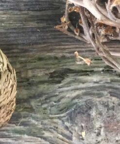 On the left - fake Rose of Jericho and on the right the real Rose of Jericho