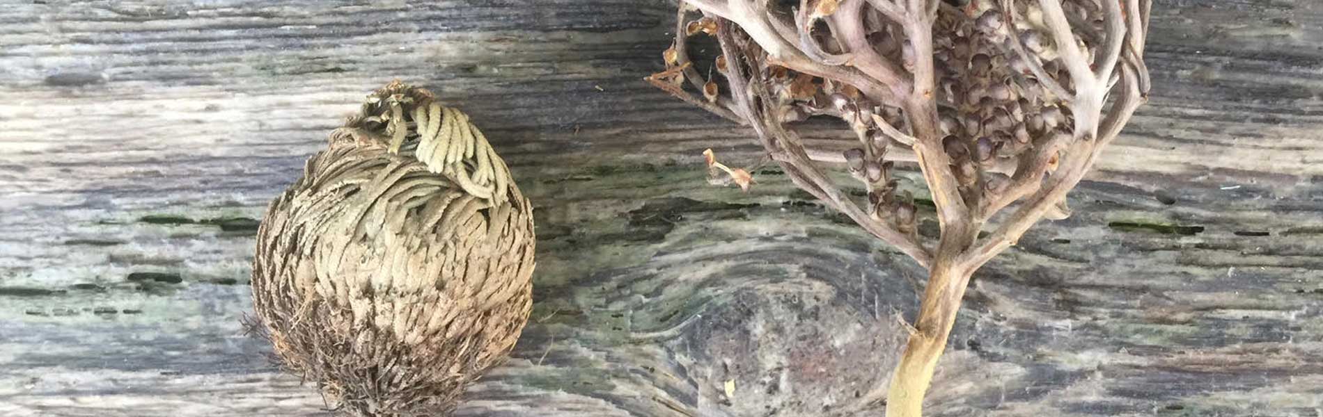 On the left - fake Rose of Jericho and on the right the real Rose of Jericho