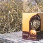 Real Rose of jericho