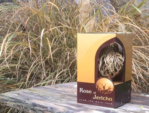 Real Rose of jericho