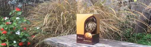 Real Rose of jericho
