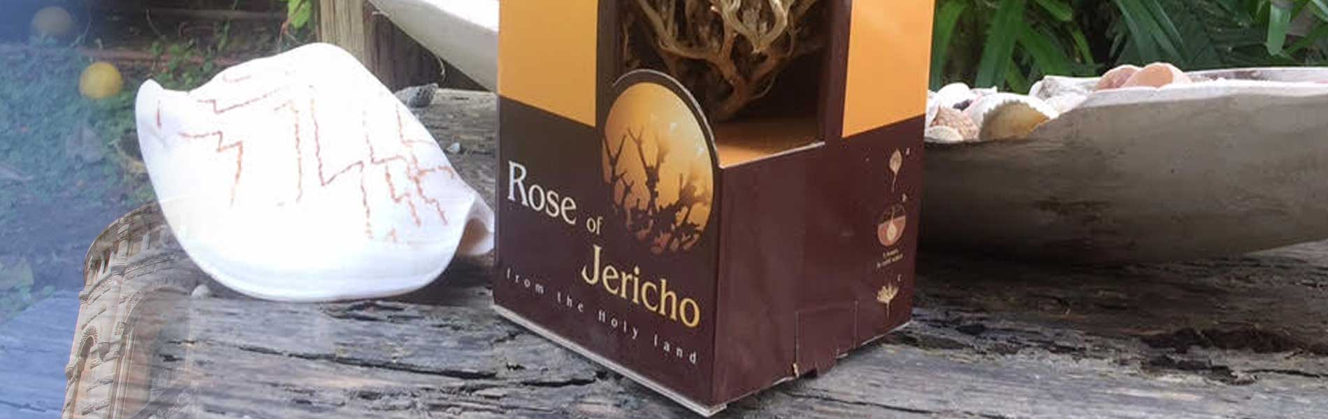 Real Rose of Jericho