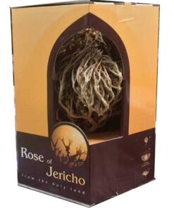 Real Rose of Jericho