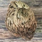 Rose of Jericho