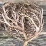 The real rose of Jericho tradition
