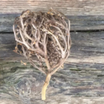 The Flower of Maryam - Real Rose of Jericho