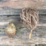 The Rose of Jericho 'Resurrection Plant'